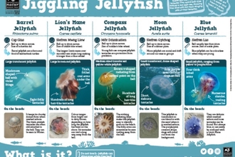 Jiggling jellyfish