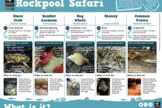 Rockpool safari