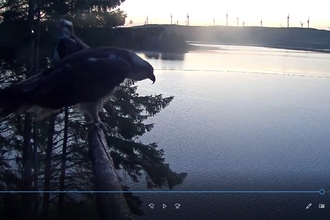 Osprey at Brenig