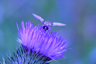 Hoverfly on thistle
