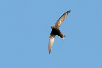 A swift, a small-ish bird with all over black/ dark brown feathers, some fading to a paler brown on the underside, and a pale patch just below the beak. The wings have a distinctive scythe like shape and it's tail is a short V. The bird is shot from underneath, with it's wings tilted just slightly to the right of a vertical line, against a background of a bright blue sky.