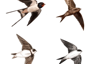 Swifts, swallow, martins