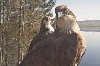 ospreys at brenig