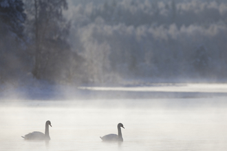 Swans