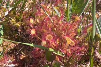 Sundew 