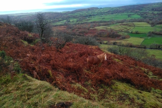 Coed Crafnant
