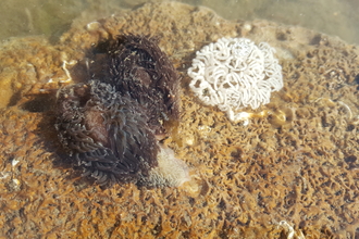 probably Grey sea slug/Môr-wlithen lwyd (Aeolidia filomenae) Shoresearch Llandudno ©NWWT