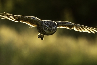 Little owl in flight