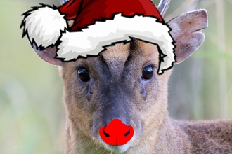 Muntjac deer with added red nose and Christmas hat. 