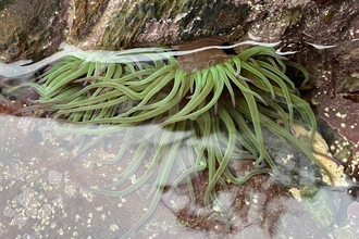 Snakelocks anemone/anemoni nadreddog (Anemonia viridis) ©Reece Halstead