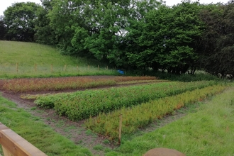 Board Planting 