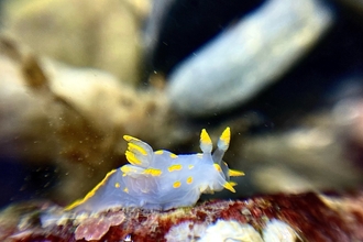 Polycera quadrilineata Shoresearch - Dan Lear