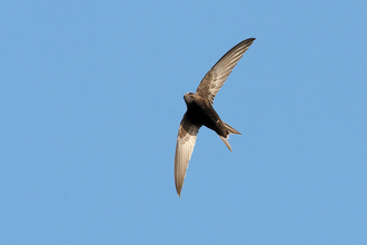 A swift, a small dark bird with scythe shaped wings, flying high up against a blue sky.