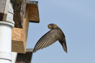 A swift (a mainly brown bird with slightly paler underside to the wings, scythe-like wings and a short forked tail) about to enter a nestbox on the side of a building.