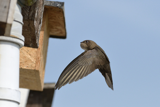 A swift (a mainly brown bird with slightly paler underside to the wings, scythe-like wings and a short forked tail) about to enter a nestbox on the side of a building.