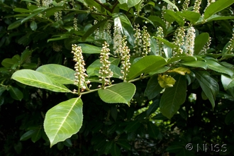 Cherry laurel (Prunus laurocerasus)  