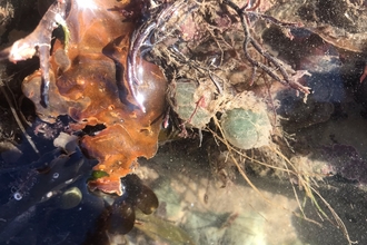 Paddleworm eggs - Sue Timperley