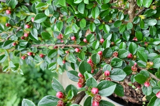 Cotoneaster 