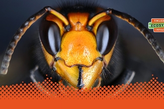 Asian Hornet with EI Logo