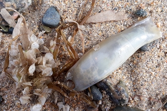 spent eggs - netted dog whelk and small-spotted catshark - NWWT