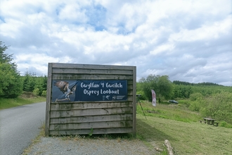 Osprey at Brenig