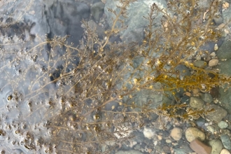 Wireweed Porth Swtan ©Annie Bradford