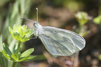 A wood white butterfly resting on a plant, with its distinctive oval wings closed