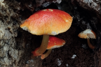 Flame Shield fungus, a mushroom with a slightly curved cap, bright red in the centre with a fade to orange towards the edges. 2 of the same smaller fungi are behind it, and all 3 are within a hollow in some wood.