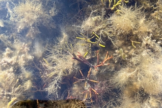 Irish moss and Ceramium Shoresearch T. Coch - Dan Lear
