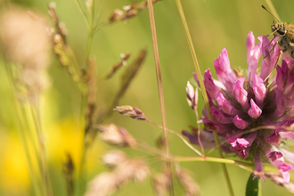 Butterfly on red clover 