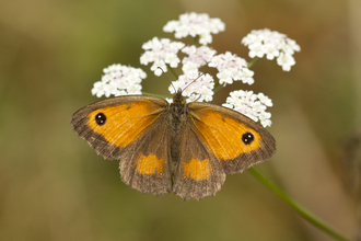 A Gatekeeper, a butterfly with orange wings, small black eyespots on each upper wing, and thick brown edging, on a plant with lots of small white flowers.