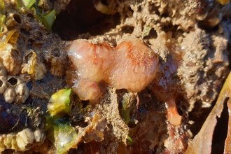 Morchellium argus, sea squirt - NWWT