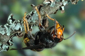 Asian hornet worker on branch