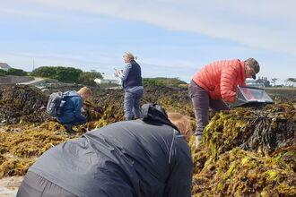 A group of 4 volunteers on a beach of large rocks covered in different seaweeds. 2 are bent down looking closely at the ground, the other 2 are using digital recording equipment, and water proof casing for writing down survey results on paper.