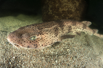 Nursehound