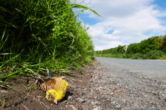 Yellowhammer dead at the side of the road