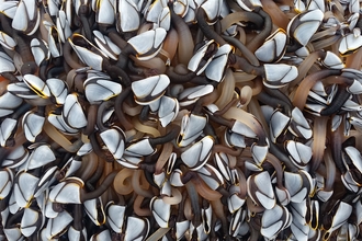 Goose barnacles Cricieth - Charlie and Clare Welsh