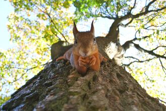 Red Squirrell