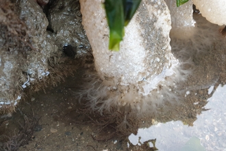 Dead man's fingers polyps feeding from under a boulder - NWWT