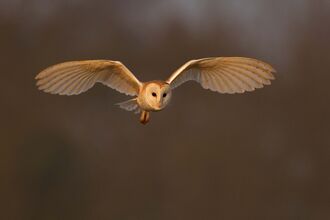 A barn owl, a large bird of prey with heart shaped face, round black forward facing eyes and sharp beak. It is in mid flight with it's wings stretched wide, it's pale under feathers almost translucent, and brown colouring to the top of the body and feet. The background is blurry dark brown vegetation with hints of orange light suggesting it is dusk.