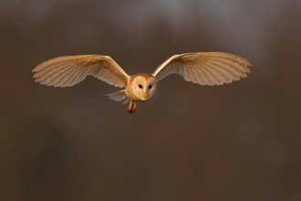 A barn owl, a large bird of prey with heart shaped face, round black forward facing eyes and sharp beak. It is in mid flight with it's wings stretched wide, it's pale under feathers almost translucent, and brown colouring to the top of the body and feet. The background is blurry dark brown vegetation with hints of orange light suggesting it is dusk.