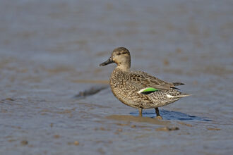 A female teal, a small type of duck with a distinctive bright green wing patch visible through the mottled brown feathers. It is walking across a muddy wetland.