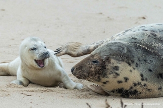 A close up of a grey seal pup lying on it's front, with soft white fur and it's mouth open, facing an adult that is lying sideways and lifting one flipper to bat at the pup.