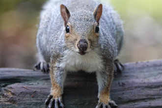 Grey squirrel (Sciurus carolinensis)