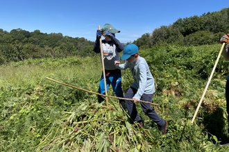 Balsam bashing 