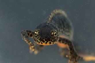 Alpine newt (Ichthyosaura alpestris)