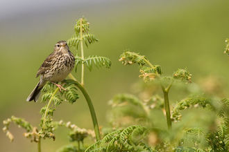 Meadow pipit