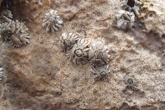 Barnacles Shoresearch Penmon - NWWT