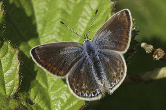 A female common blue butterfly, sat on a plant with wings spread open. With a blue body, brown wings with orange and blue spots around the edges, and black and white striped antennae. 