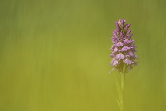 A common spotted orchid. It's a tall tower of bright pink flowers, growing from a sturdy green stem